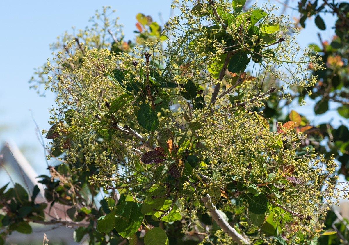 Image of Cotinus coggygria specimen.