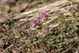 Thymus serpyllum