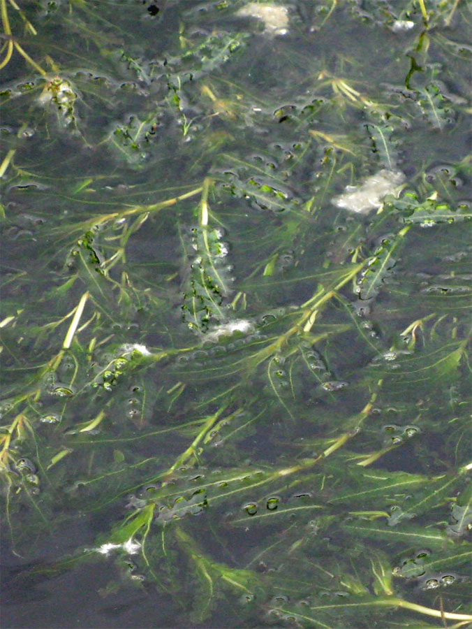 Image of Potamogeton crispus specimen.