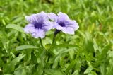 Ruellia tuberosa. Верхушка цветущего растения. Таиланд, Бангкок, парк Люмпини, незасеянное пространство под деревьями. 31.08.2023.