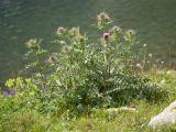 Cirsium pugnax