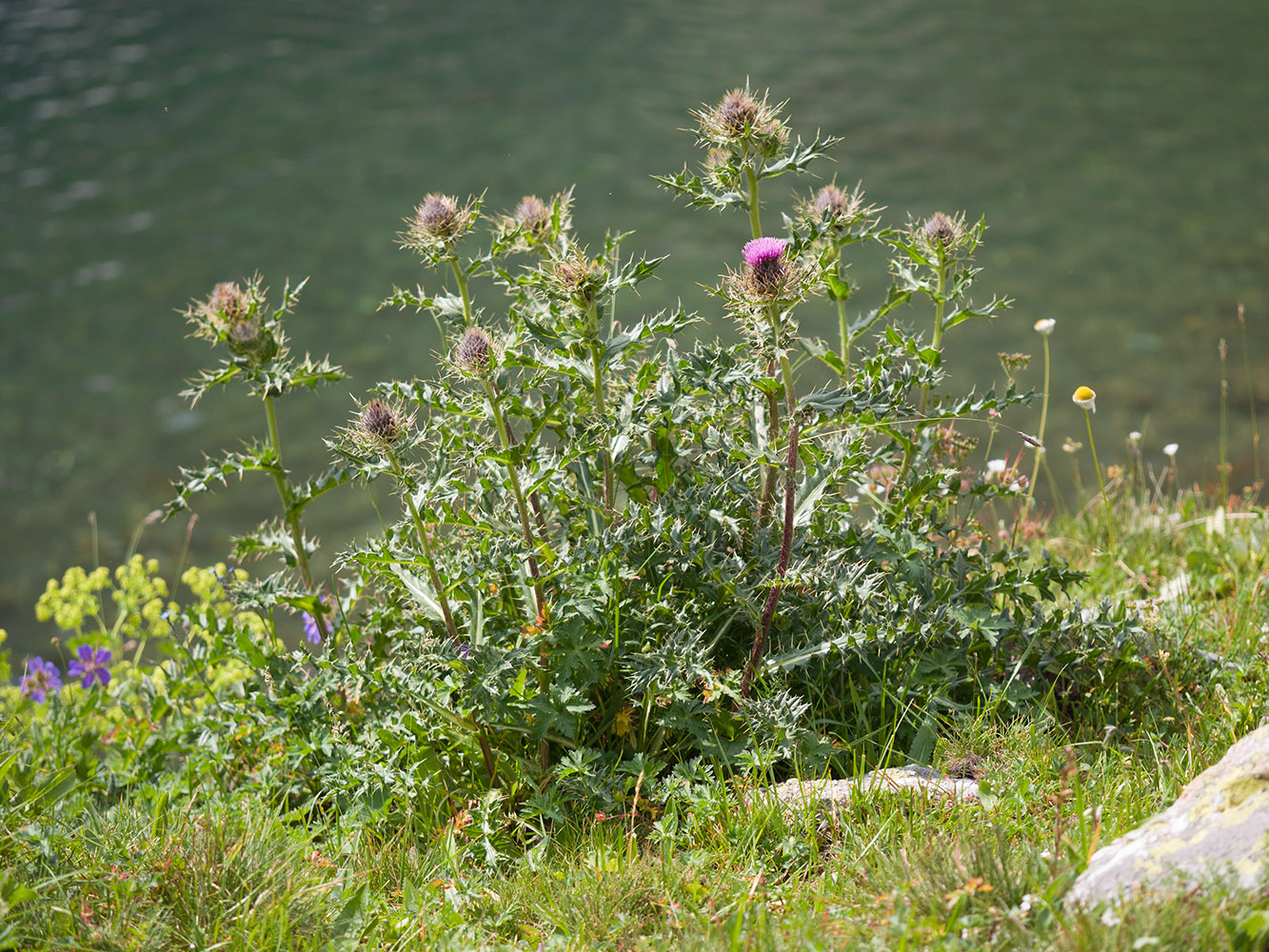 Image of Cirsium pugnax specimen.