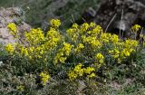 Erysimum humillimum