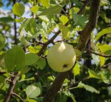 Malus domestica