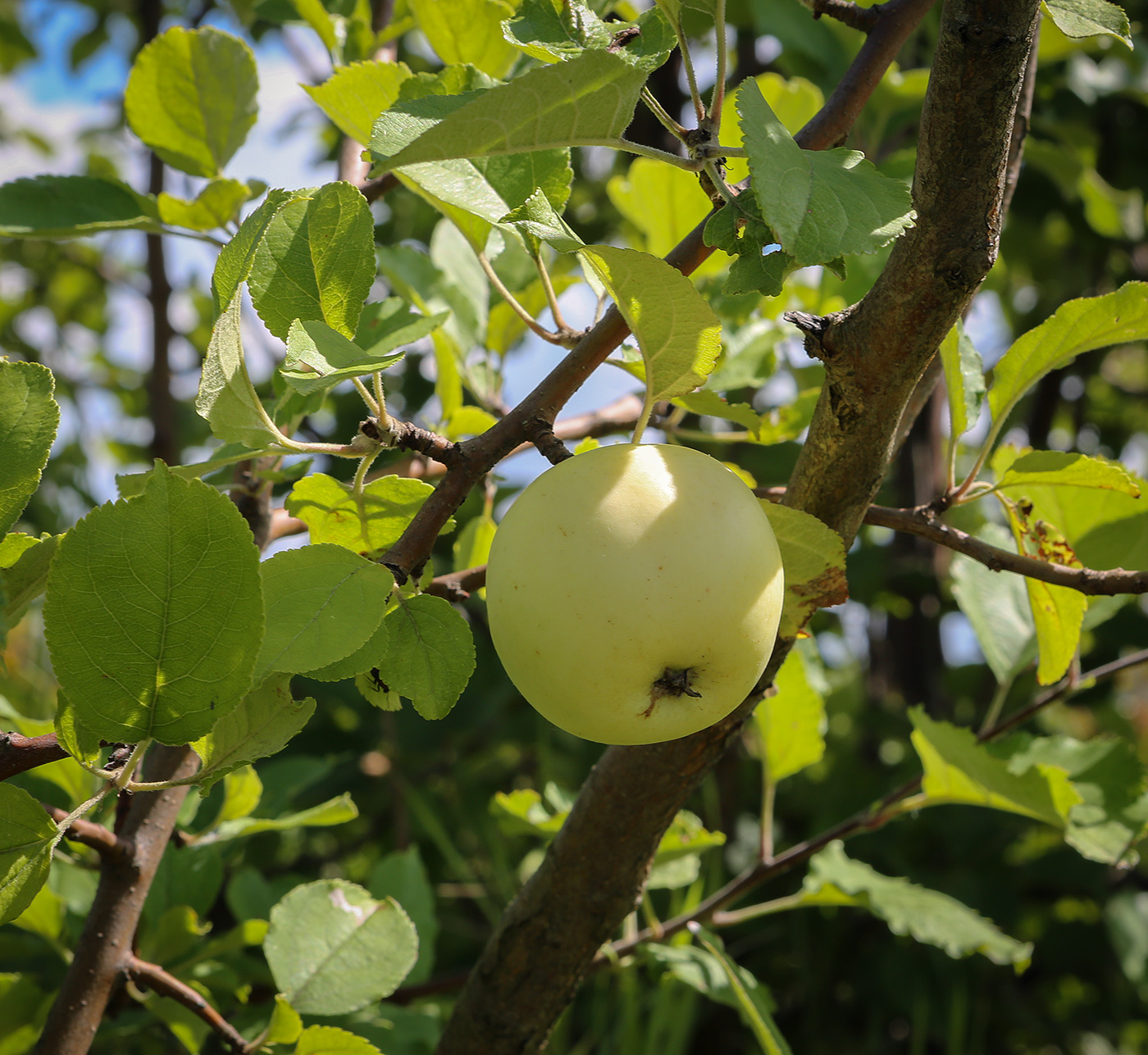 Image of Malus domestica specimen.