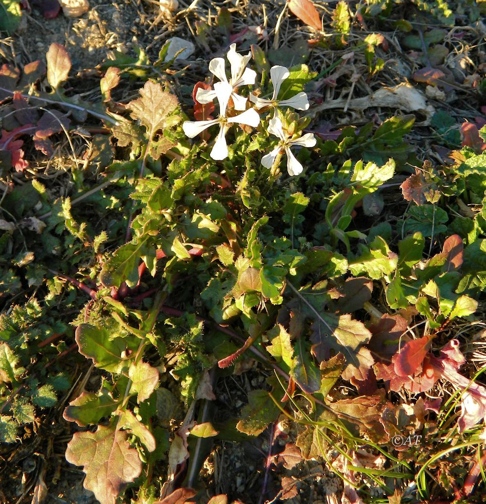 Изображение особи семейство Brassicaceae.