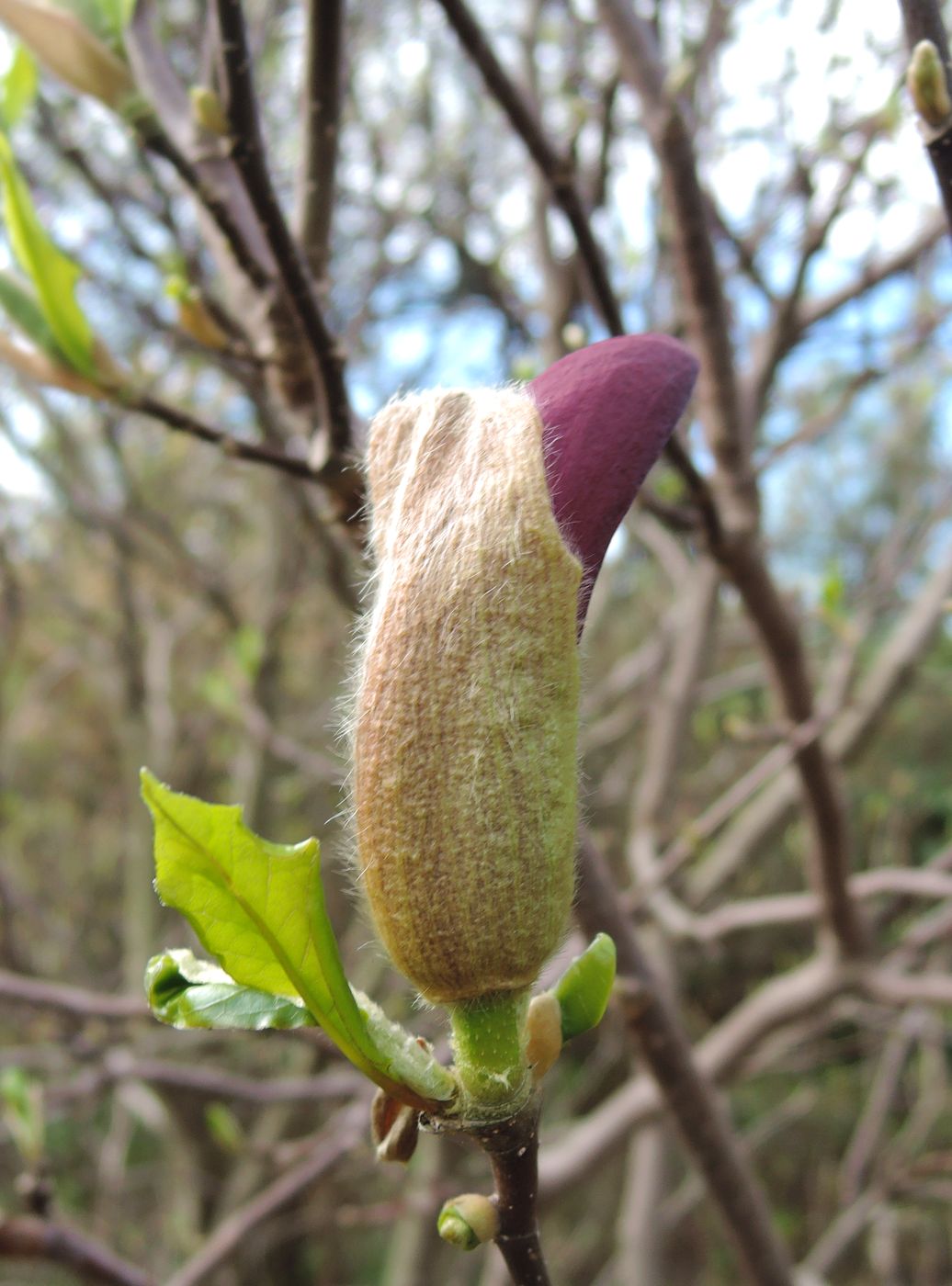 Image of Magnolia &times; susannae specimen.