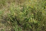 Lithospermum officinale. Плодоносящее растение в сообществе со злаками и цветущей Medicago falcata. Новгородская обл., геологический памятник \"Ильменский глинт\", окр. дер. Ретлё, побережье оз. Ильмень, суходольный луг на известняке близ бровки обрыва. 25.07.2023.