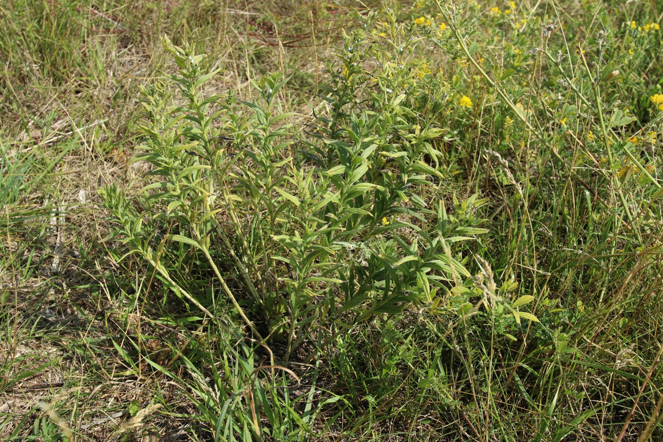 Image of Lithospermum officinale specimen.