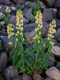 Linaria acutiloba. Цветущее растение. Красноярский край, Туруханский р-н, берег р. Енисей в р-не устья р. Хантайка, каменистый пляж. 27.07.2023.