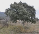 Quercus ilex