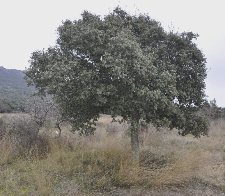 Изображение особи Quercus ilex.