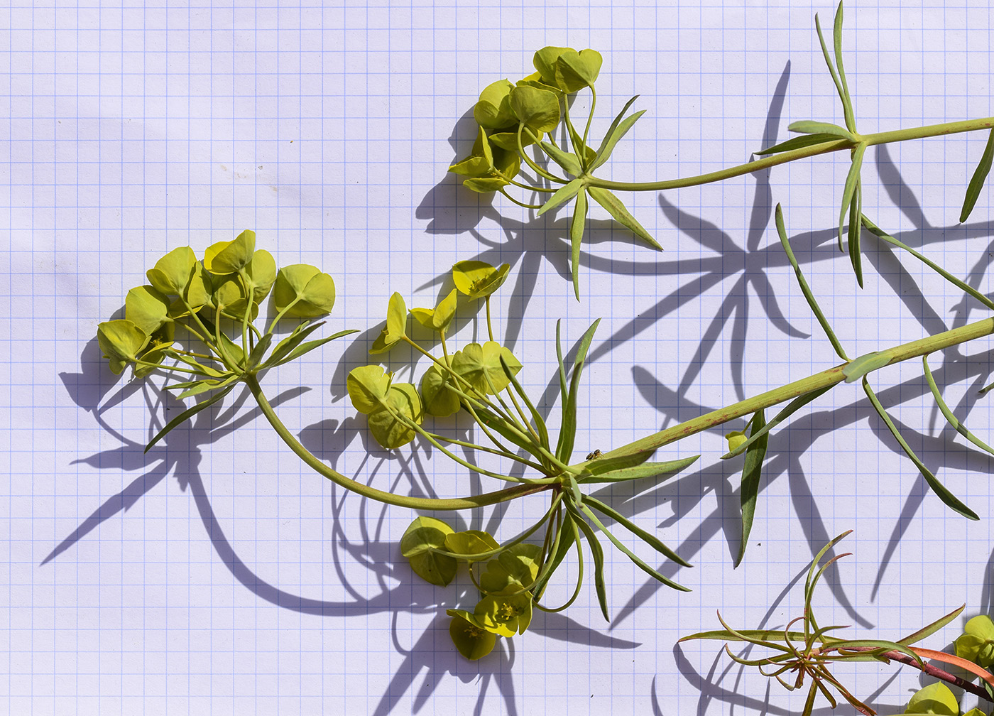Изображение особи Euphorbia biumbellata.