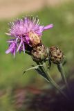 Centaurea jacea. Верхушки побегов с развивающимися и цветущим соцветиями. Беларусь, Витебская обл., окр. пос. Езерище, побережье оз. Езерище за дендрарием, бровка склона, суходольный луг. 03.08.2023.