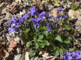 род Viola. Цветущие растения. Испания, Каталония, пров. Жирона, комарка Ла-Гарроча, муниципалитет Ла-Валь-де-Бианья, подр-н (субкомарка) Л’Альта-Гарроча, 870 м н.у.м., перевал Capsacosta, смешанный лес, обочина дороги. 12.04.2024.