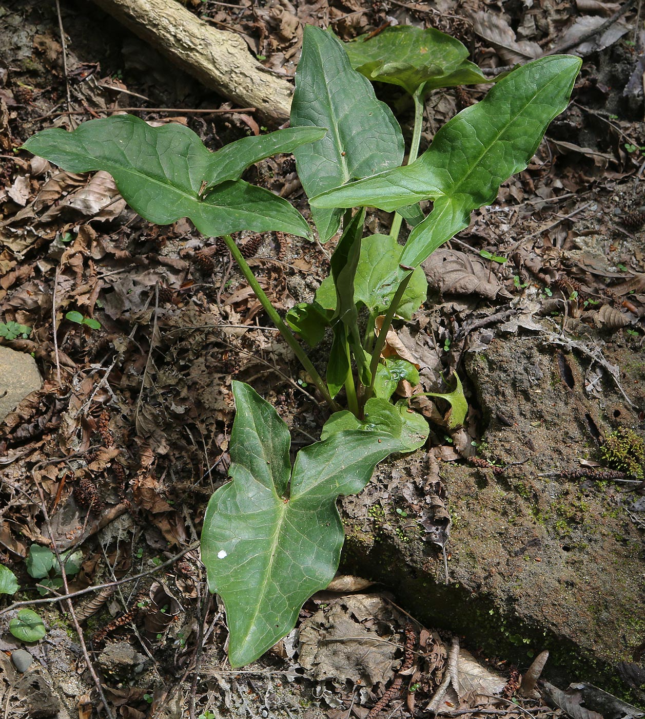 Image of Arum orientale specimen.