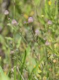 Trifolium arvense