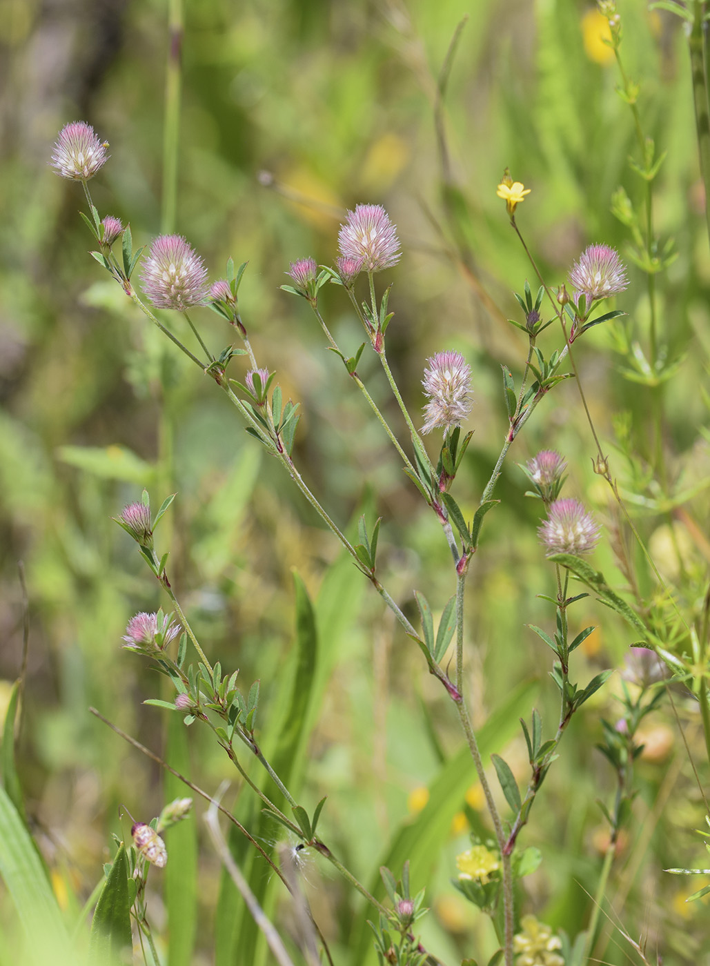 Image of Trifolium arvense specimen.