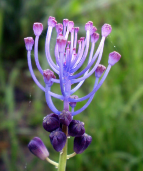 Image of Leopoldia comosa specimen.