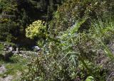familia Apiaceae. Верхушка расцветающего растения среди ветвей Rhododendron ferrugineum. Испания, Каталония, пров. Жирона, комарка Рипольес, муниципалитет Сеткасес, окр. курорта \"Вальтер 2000\", ≈1950 м н.у.м., крутой борт горного ручья. 23.06.2024.