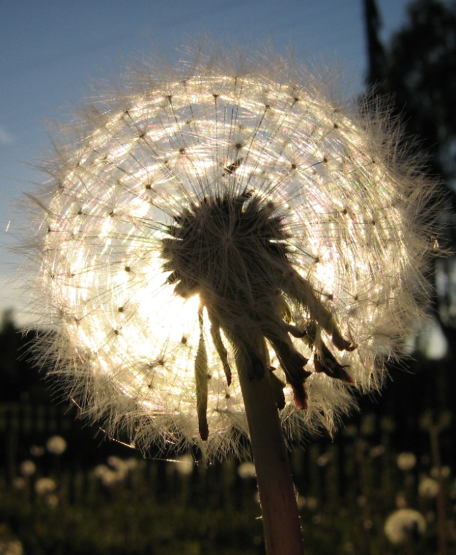 Изображение особи Taraxacum officinale.