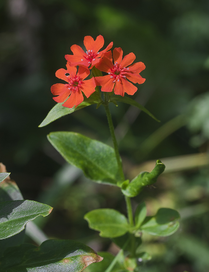 Изображение особи Lychnis chalcedonica.