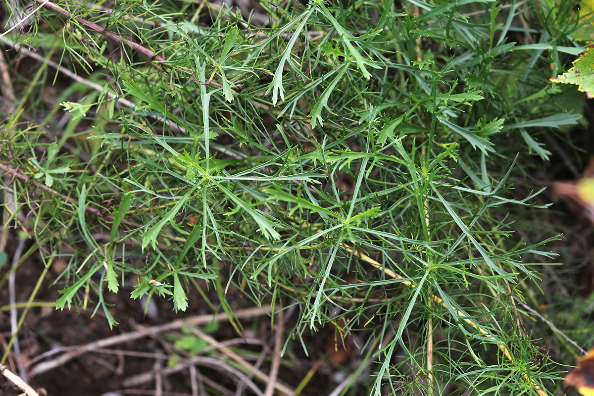 Image of Artemisia macilenta specimen.