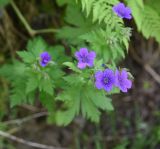 genus Geranium