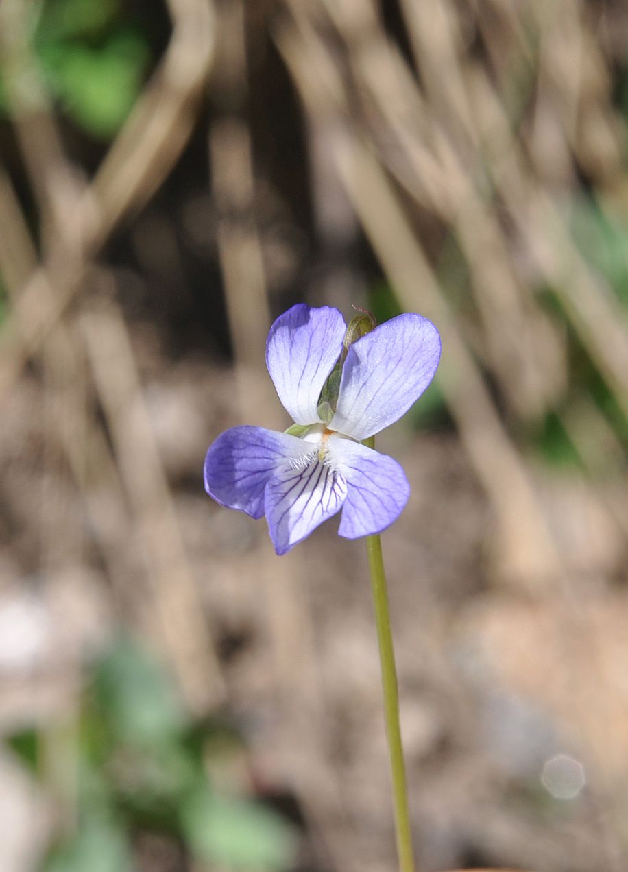 Image of genus Viola specimen.