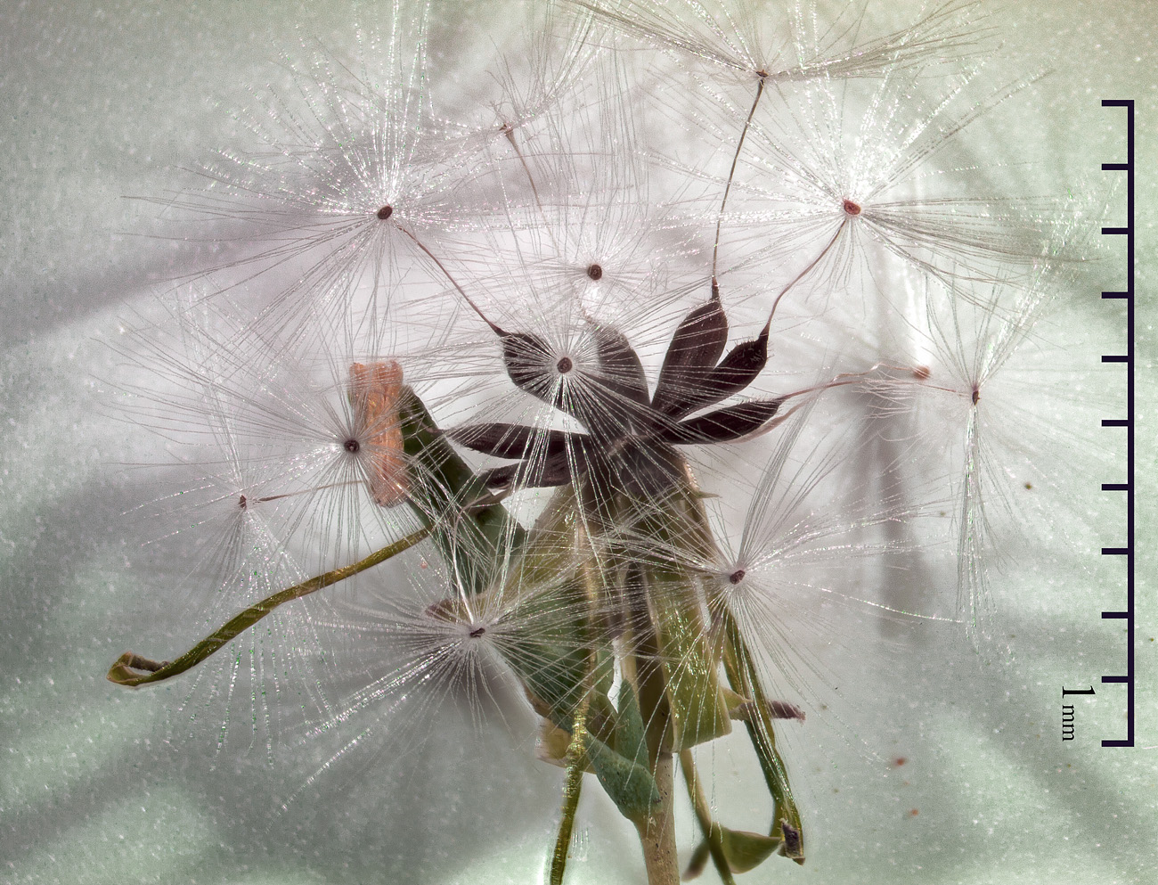 Image of Lactuca serriola specimen.