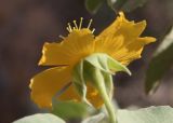 Abutilon fruticosum. Цветок (вид снизу). Израиль, юг Иудейской пустыни, каменистый склон к Мёртвому морю. 21.02.2011.