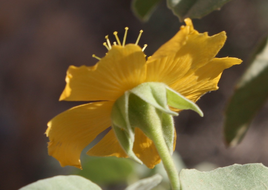 Изображение особи Abutilon fruticosum.