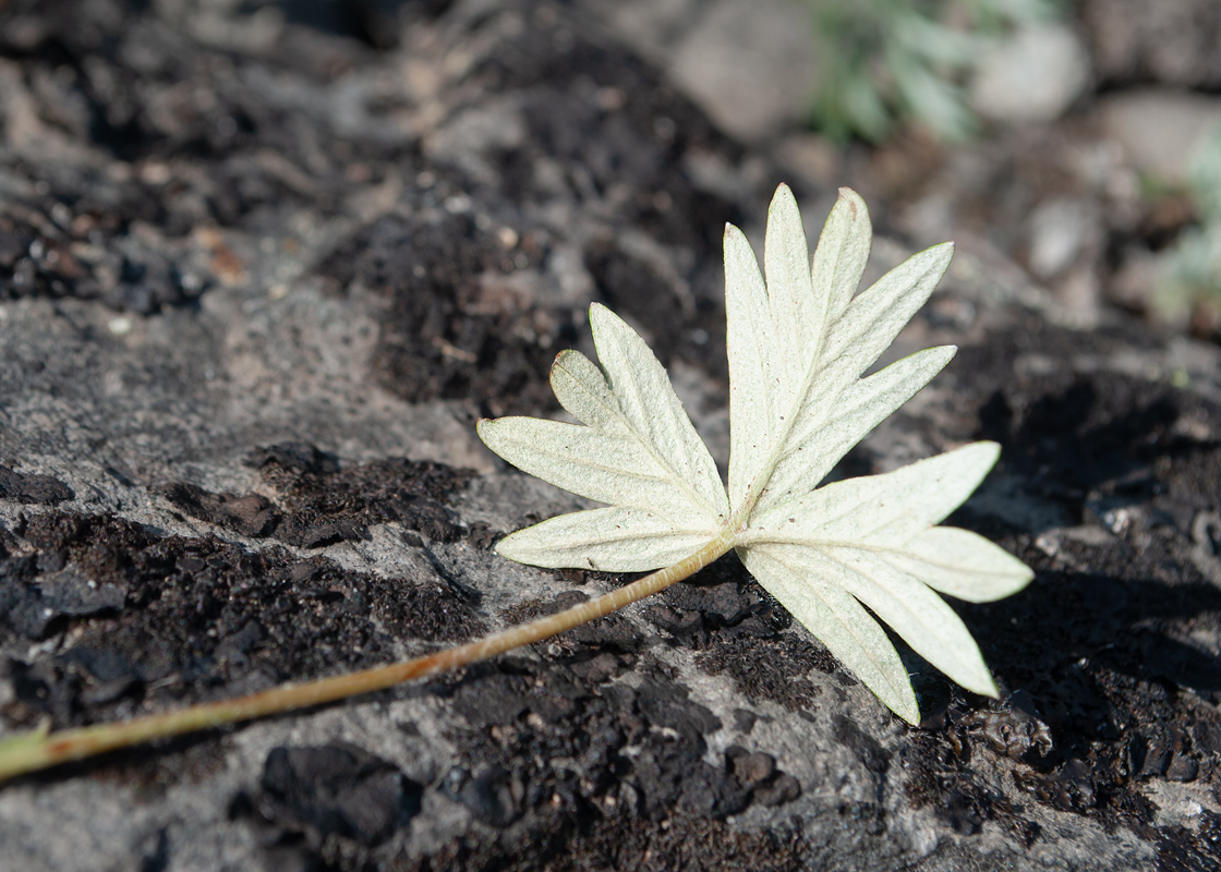 Изображение особи Potentilla vulcanicola.