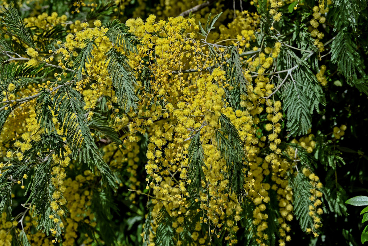 Изображение особи Acacia dealbata.