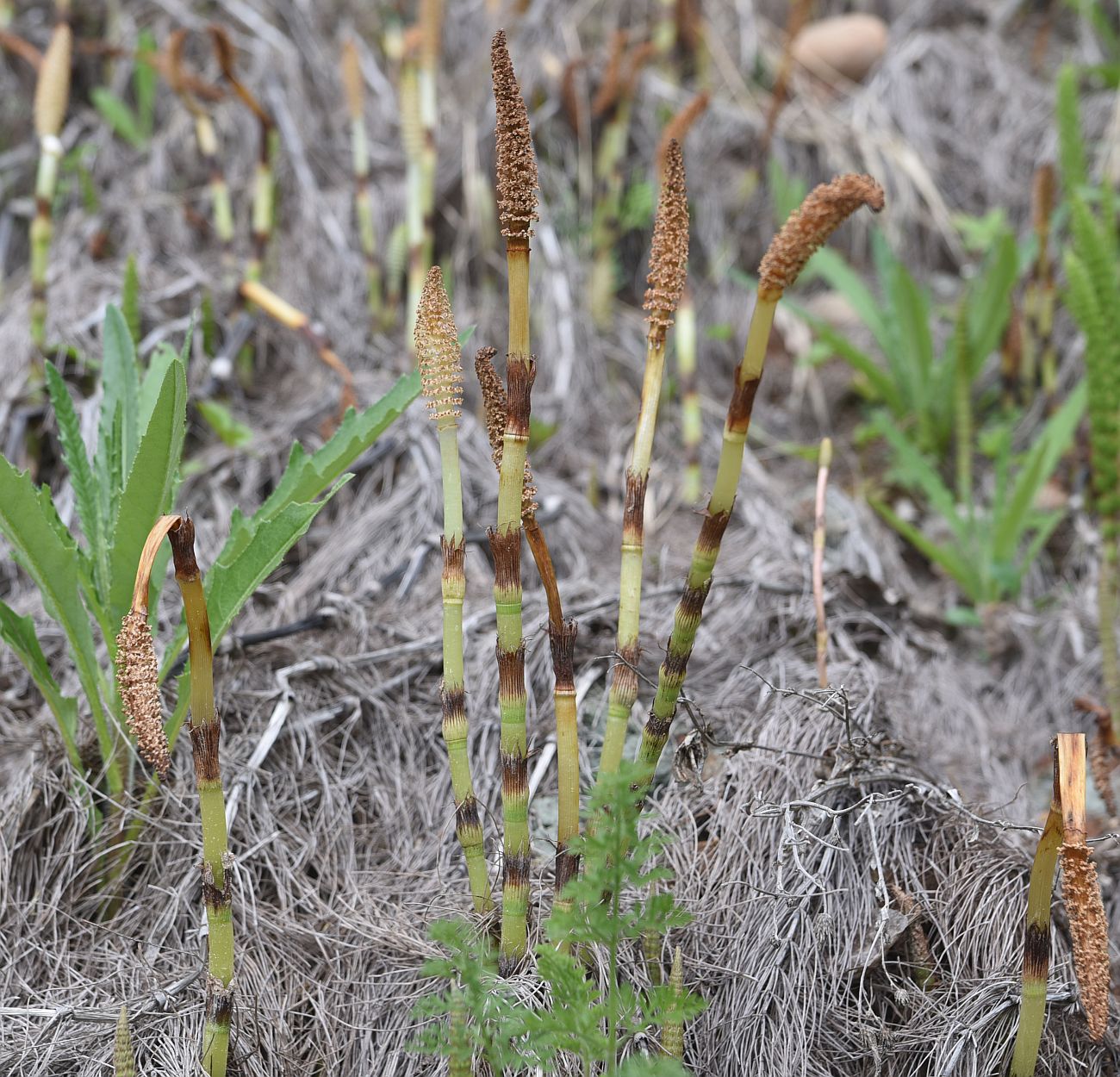 Image of Equisetum telmateia specimen.