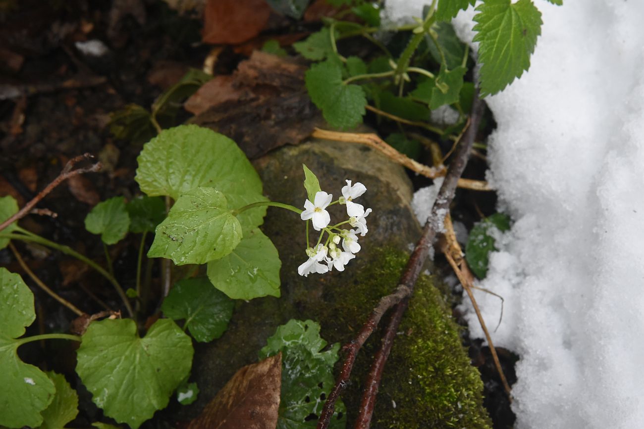 Image of Pachyphragma macrophyllum specimen.