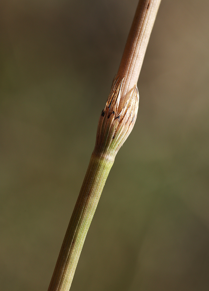 Image of Equisetum pratense specimen.