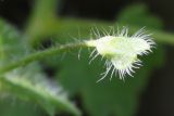 Veronica cymbalaria. Незрелый плод. Израиль, г. Кирьят-Оно, пустырь. 19.02.2011.