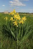 Iris halophila. Цветущие растения. Ростовская обл., Азовский р-н, окр. с. Кугей, засолённый луг. 23.05.2025.