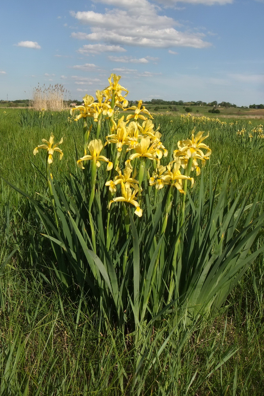Изображение особи Iris halophila.
