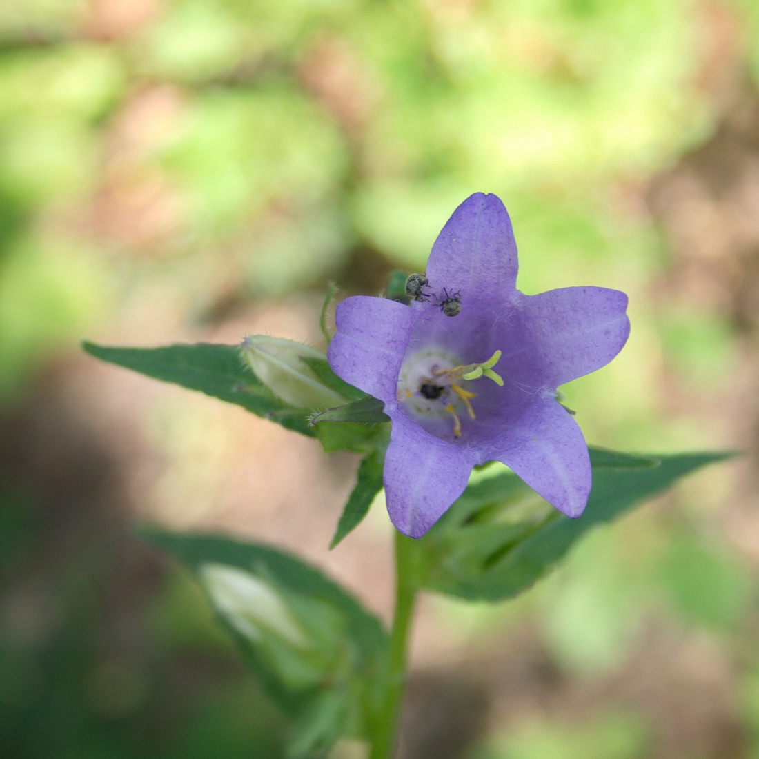 Image of Campanula trachelium specimen.