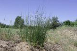 Scirpoides holoschoenus