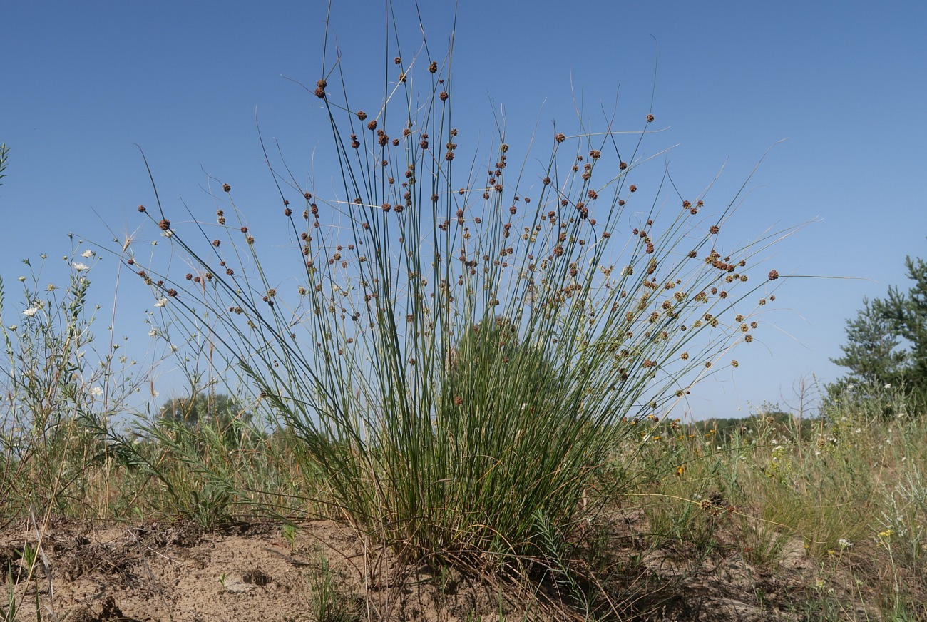 Image of Scirpoides holoschoenus specimen.