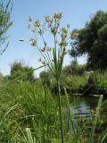 Cyperus longus. Верхушка цветущего растения с погрызенными(?) листьями. Казахстан, Жамбылская обл., Жамбылский р-н; южное подножье бархана Кумтиын, правый берег р. Аса. 22 июня 2025 г.