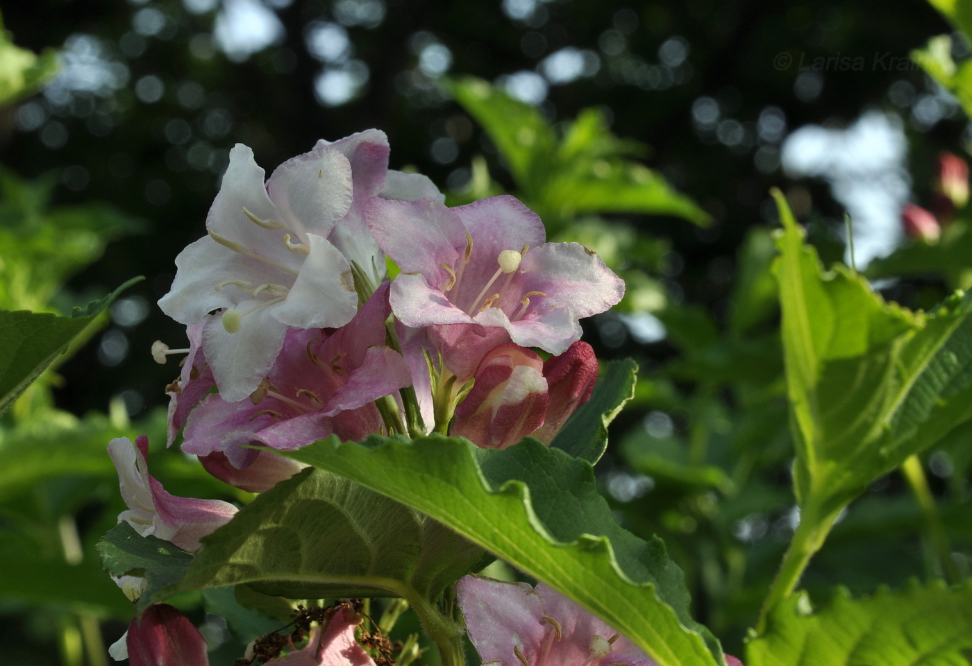 Image of Weigela floribunda specimen.
