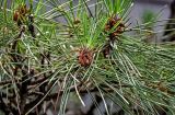 Pinus tabuliformis