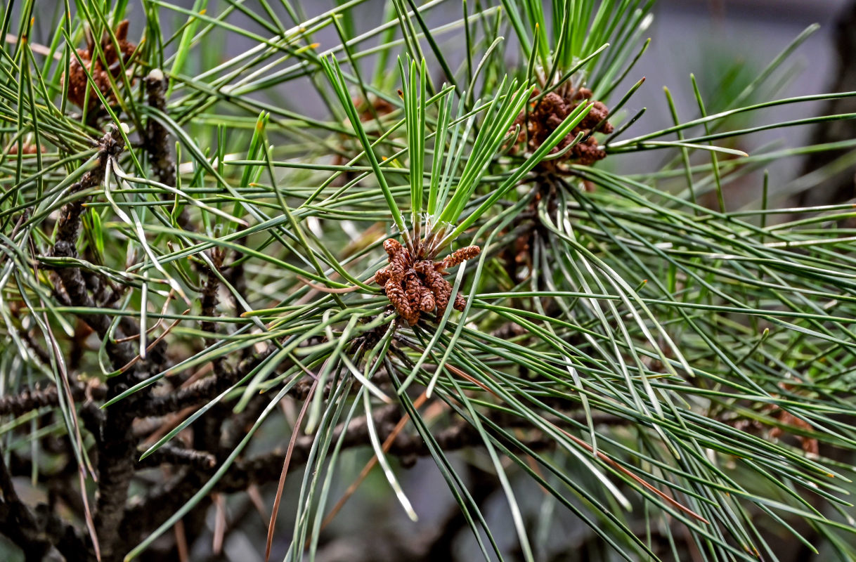 Изображение особи Pinus tabuliformis.