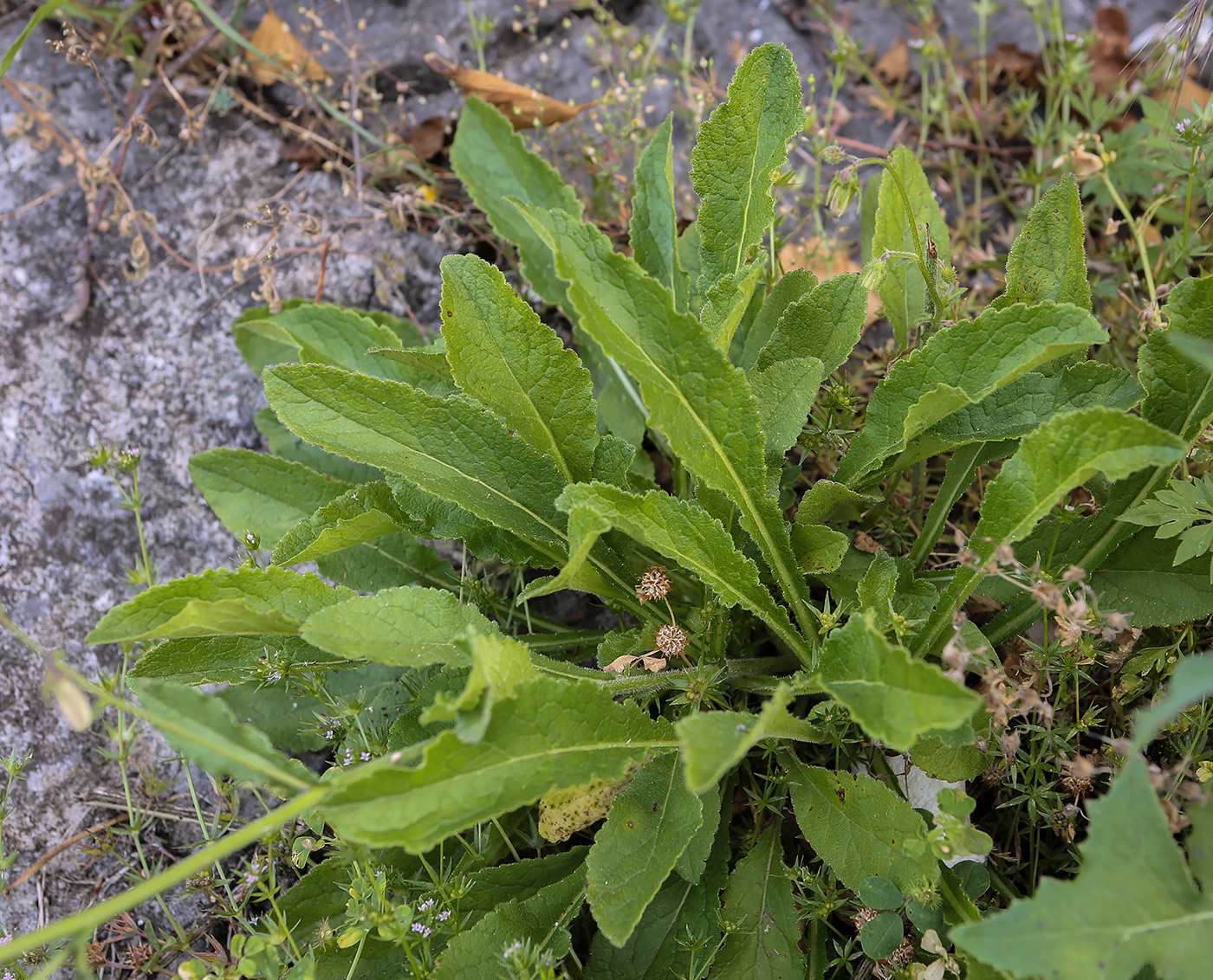 Изображение особи Campanula longistyla.
