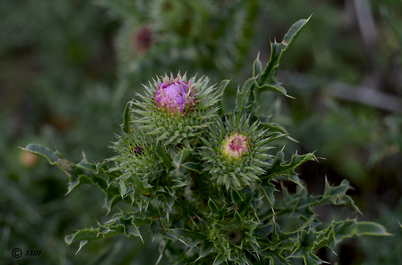 Изображение особи Carduus acanthoides.