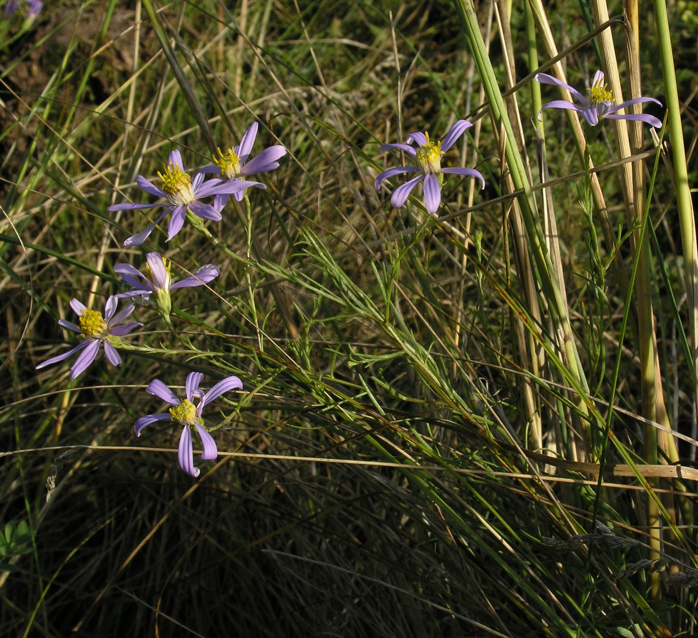 Image of Galatella angustissima specimen.